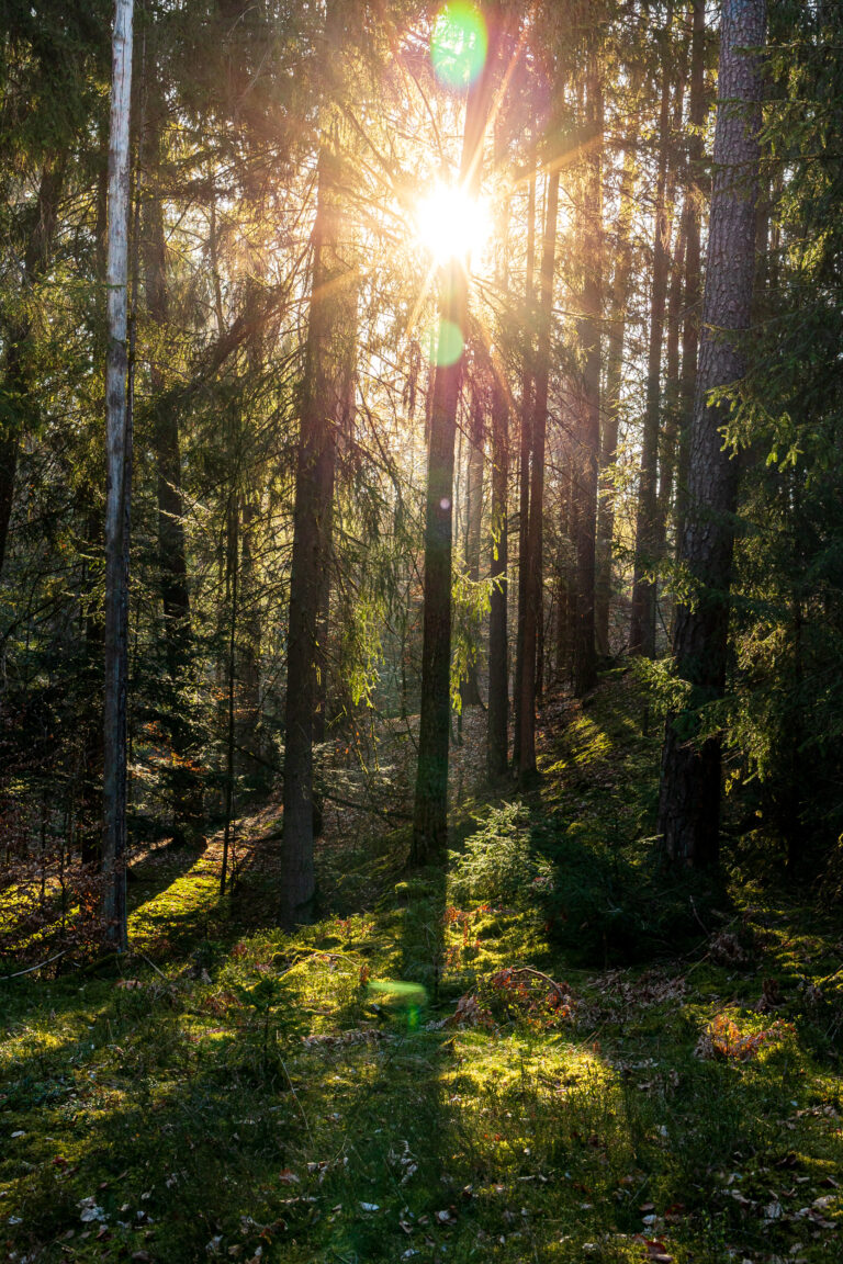 Mittelfränkische Grüne beschließen Einstimmig Resolution gegen Sandabbau am Vogelherd